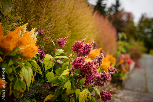 Flower field in full bloom