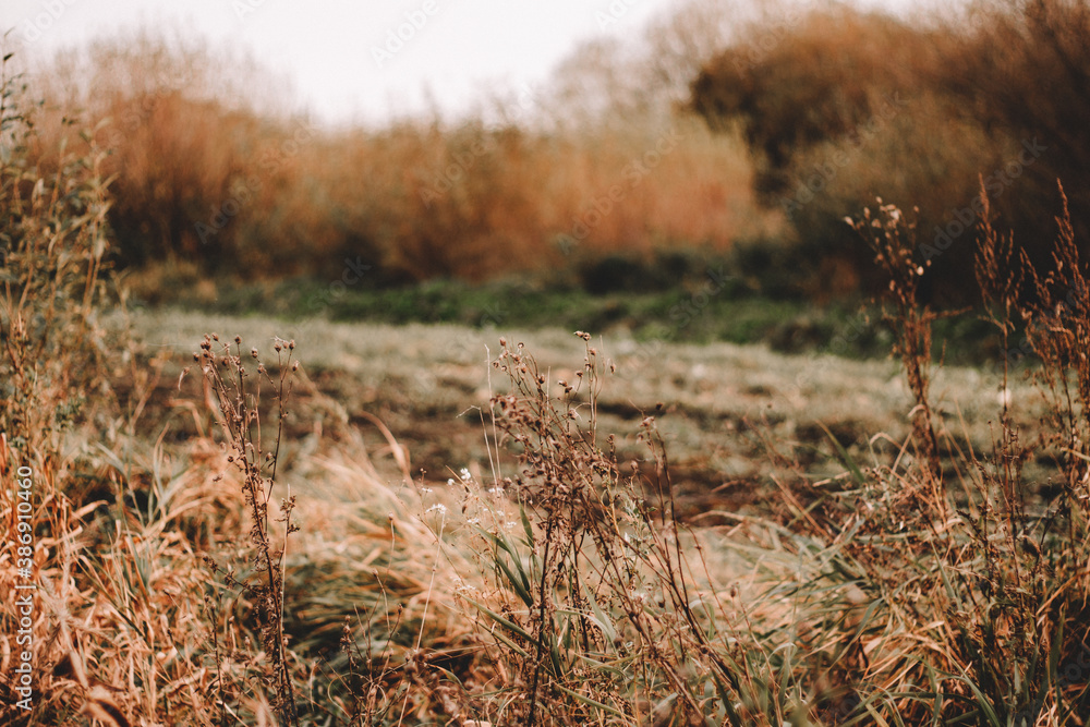 Obraz premium Wheat field. Ears of golden wheat. Beautiful nature sunset landscape. Rural scenery under shining sunlight. Background of ripening ears of wheat field. Rich harvest concept.