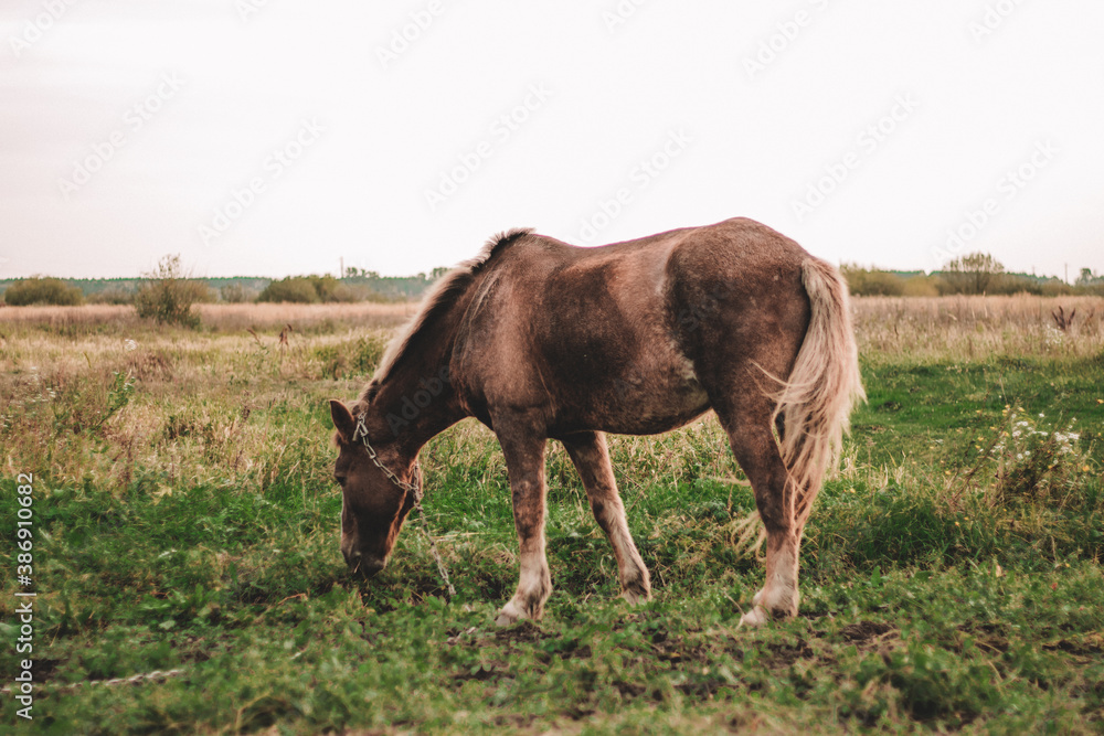 brown horse grazes on an autumn field