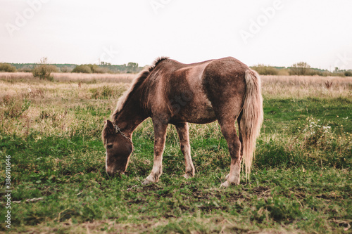 brown horse grazes on an autumn field