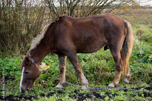 brown horse grazes on an autumn field
