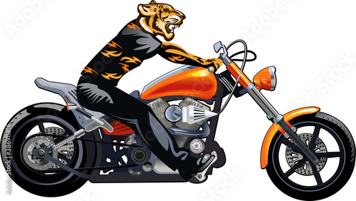 Tiger on the motorbike