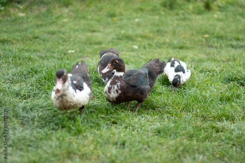 muscovy ducks graze on the grass