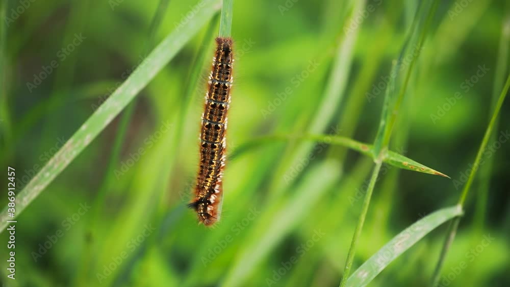 Close-up of hairy caterpillar hanging on a grass stalk and eating. Macro nature shot. Close-up of hairy caterpillar hanging on a grass stalk and eating. Macro nature shot.