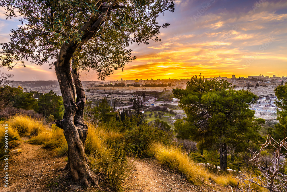 Obraz premium Beautiful sunset view of Jerusalem's Old City landmarks: Temple Mount with Dome of the Rock, Golden Gate and Mount Zion in the distance; with olive tree on Mount of Olives