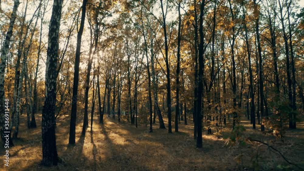 Forest autumn park sun morning mist yellow magical Forest autumn park sun morning mist yellow magical