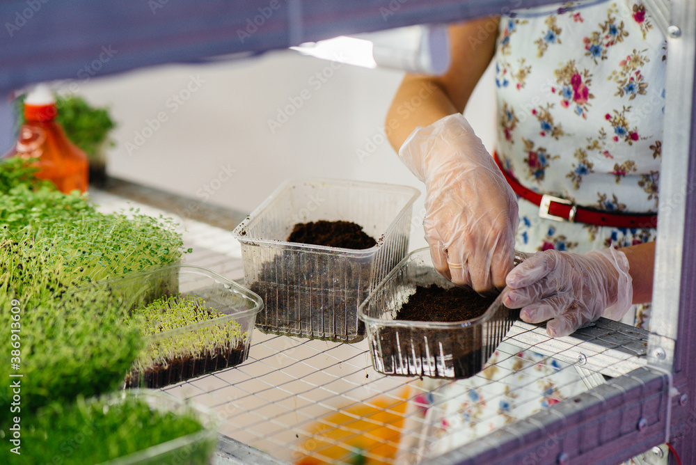 A girl plants seeds of micro greens close-up in a modern greenhouse. Healthy diet