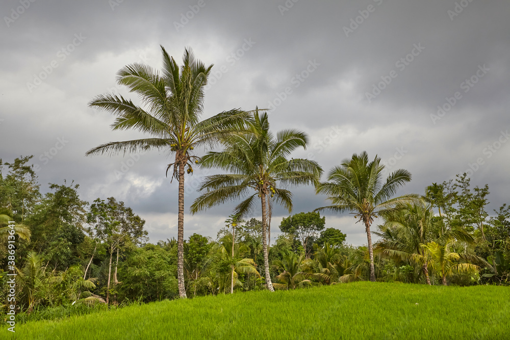 tropical landscape with green rice filed, palm trees and blue cloudy sky