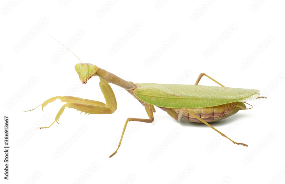 green young mantis sitting on a white background green young mantis sitting on a white background