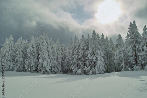 冬のオオシラビソの森