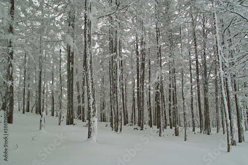 冬のカラマツの森