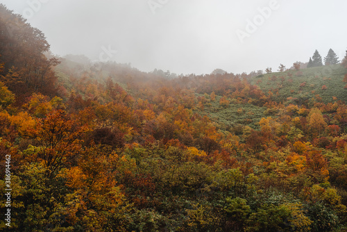 霧がかかる紅葉の風景