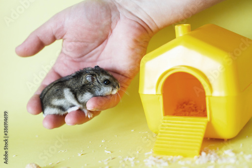 Cute little hamster in mens hands close on yellow background near his house photo