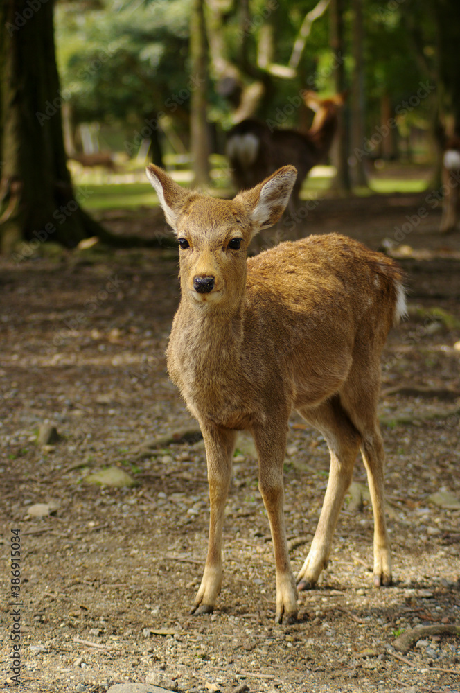 Fototapeta premium 奈良公園の鹿