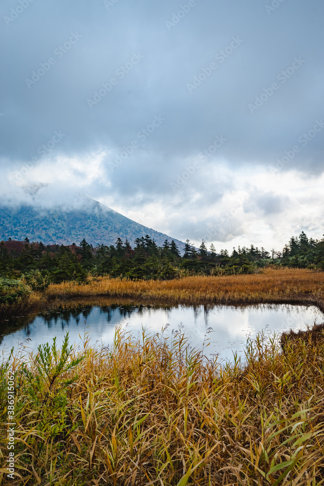 霧がかかる森の中の紅葉の風景
