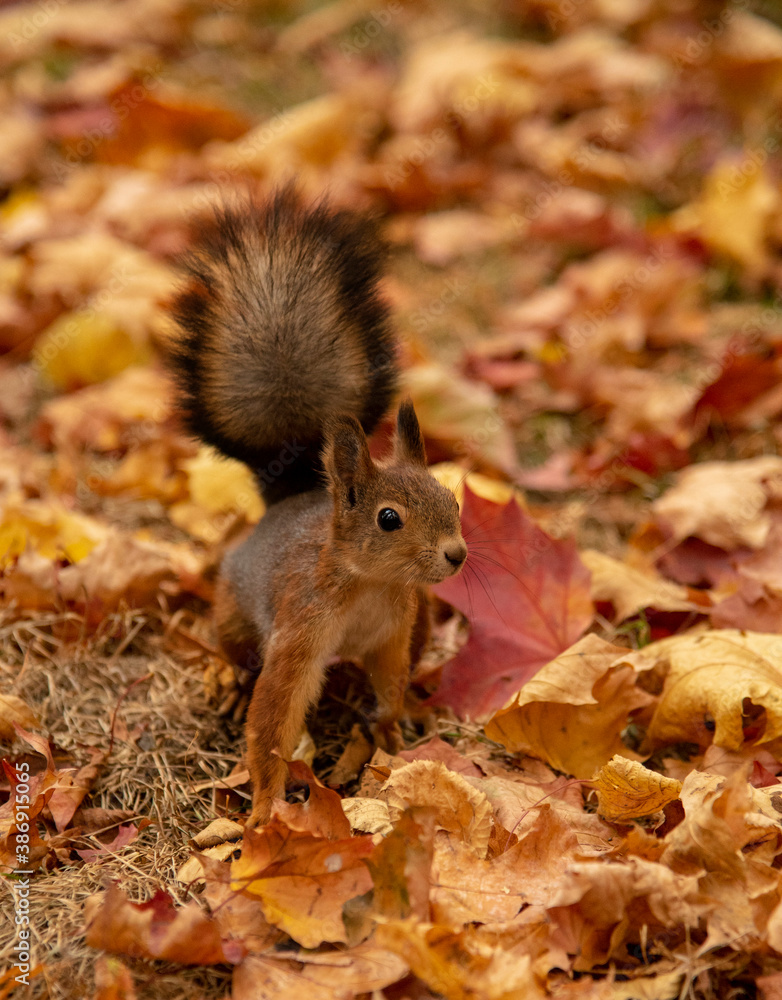 A small fluffy squirrel jumps on the ground, strewn with colorful leaves. A small fluffy squirrel jumps on the ground, strewn with colorful leaves.