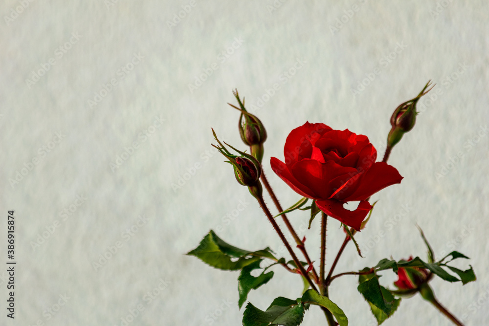 a beautiful single red rose flower blooming on a white background a beautiful single red rose flower blooming on a white background