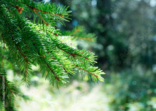 spruce branch, close-up, background