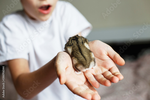 Cute little hamster in child's hands close