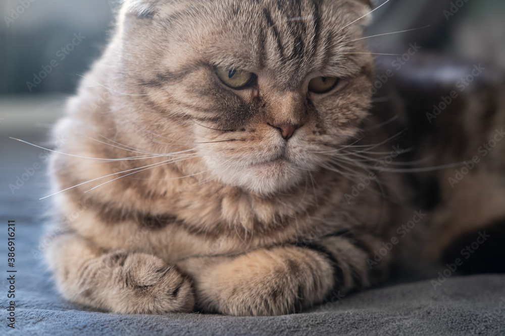 Cat Scottish Fold is depressed, she looks thoughtfully and sadly lying on the couch. Concept of psychological health of animals.