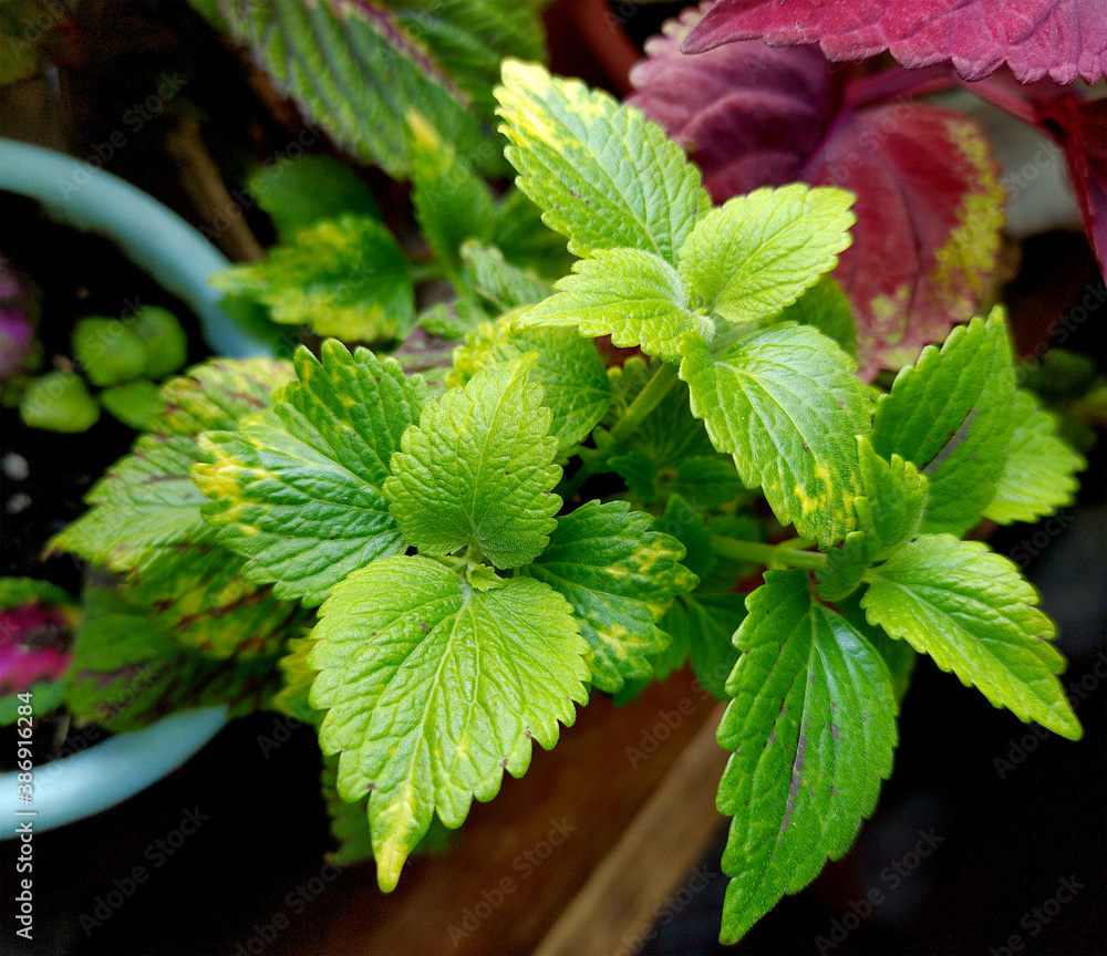 green coleus. Several green leaf coleus close-up of backlighting. Home plant with green leaves. Garden flower with a beautiful leaf. Floriculture and hobbies. Plant in a flower pot.