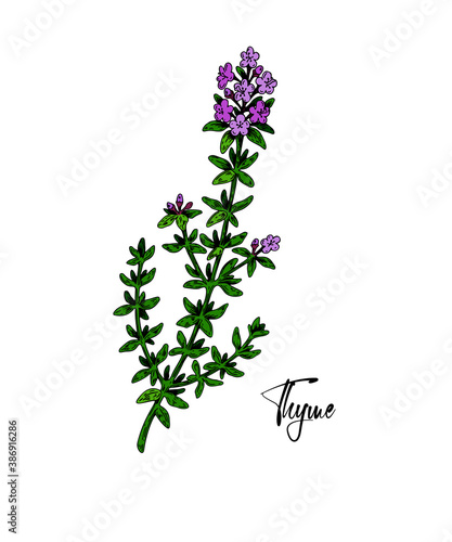 Hand drawn thyme branch in bloom vector illustration isolated on white. Botanical herbal plant in vintage colored sketch style. Thymus vulgaris.