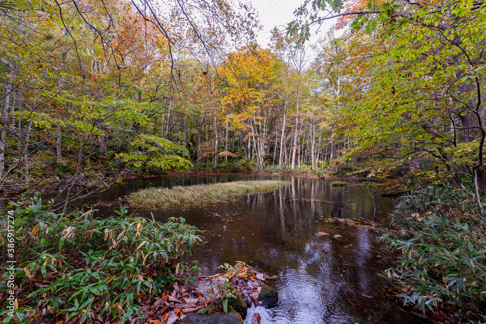 森の中に現れる反射が美しい池に反射する紅葉の風景