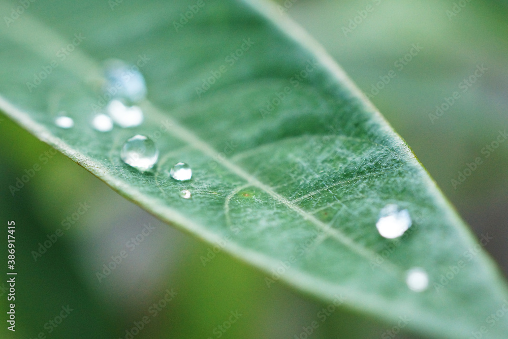 雨あがりの葉に付いた水滴
