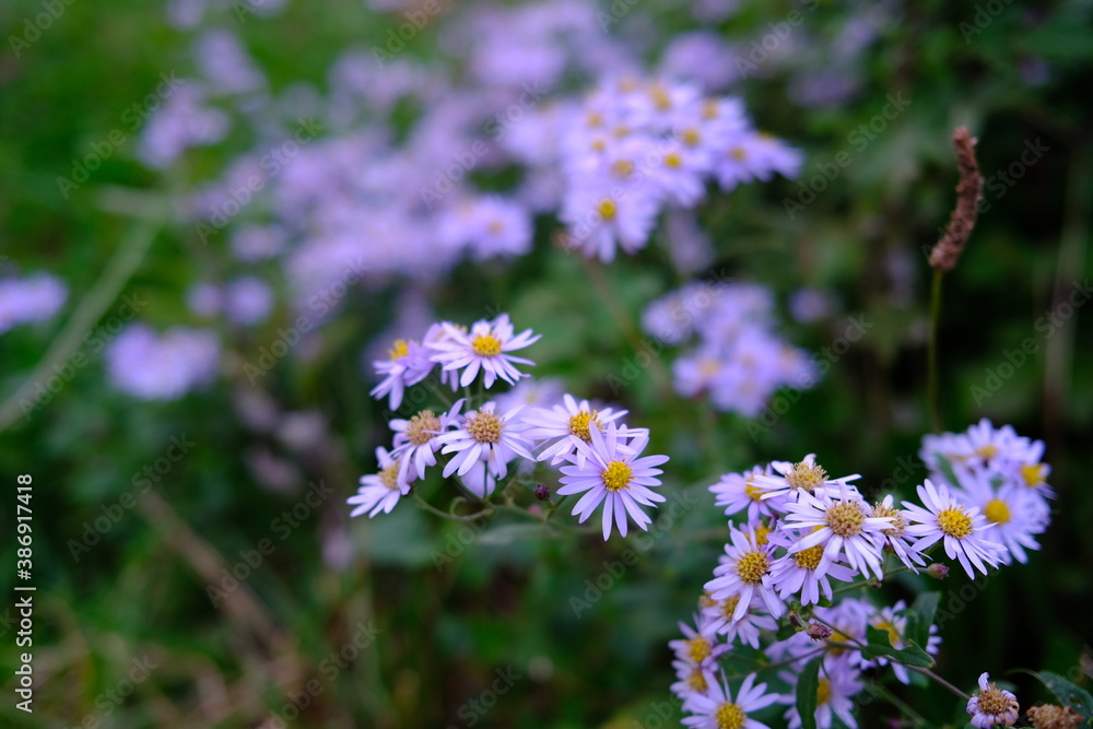秋の紫色の小さな花 秋の紫色の小さな花