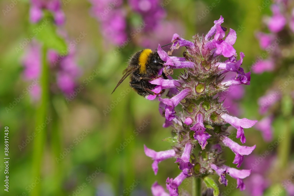 A bumblebee pollinating a purple betony A bumblebee pollinating a purple betony
