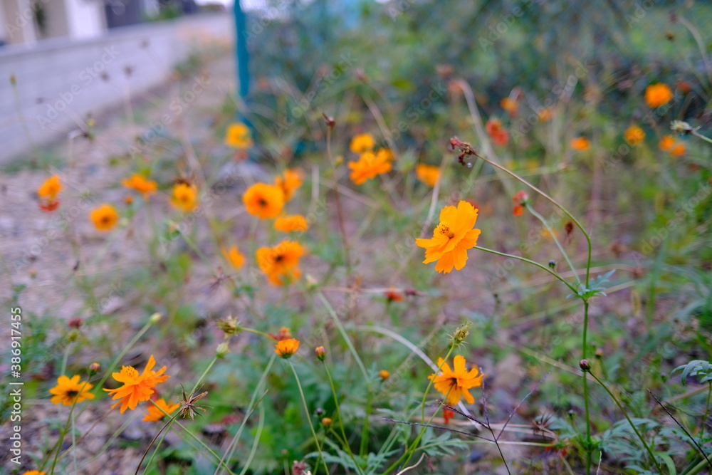 秋のオレンジ色の小さな花 秋のオレンジ色の小さな花
