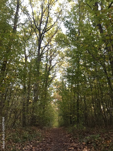 path in the woods © Анна Тусь