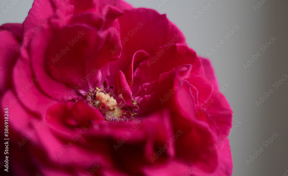 Beautiful red rose. Alone in World. Gift card. Red Flower background. Beautiful red rose. Alone in World. Gift card. Red Flower background.