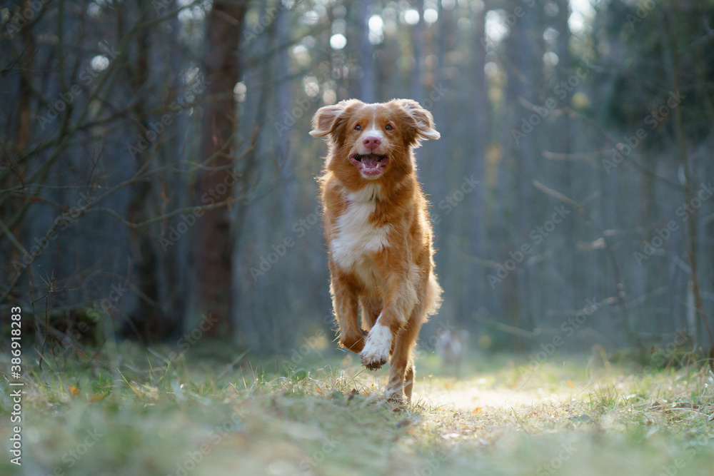 dog run in the forest. Nova Scotia Duck Tolling Retriever in nature among the trees. sunlight