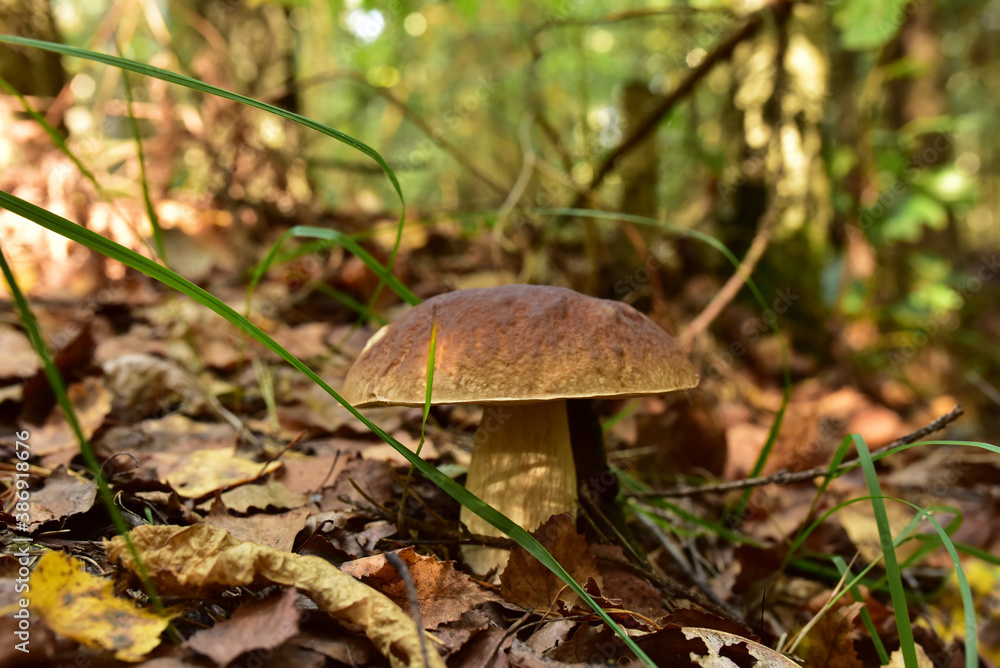 White mushroom in the forest against the background of green vegetation. Awesome boletus grows in wildlife. Porcini bolete mushrooms. Season for picked gourmet mushrooming White mushroom in the forest against the background of green vegetation. Awesome boletus grows in wildlife. Porcini bolete mushrooms. Season for picked gourmet mushrooming