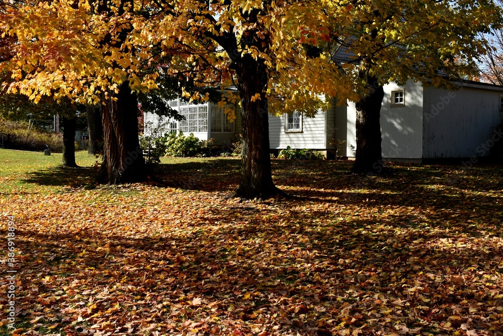 Naklejka premium The accordion museum, Montmagny