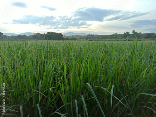 Rice plants in a large field