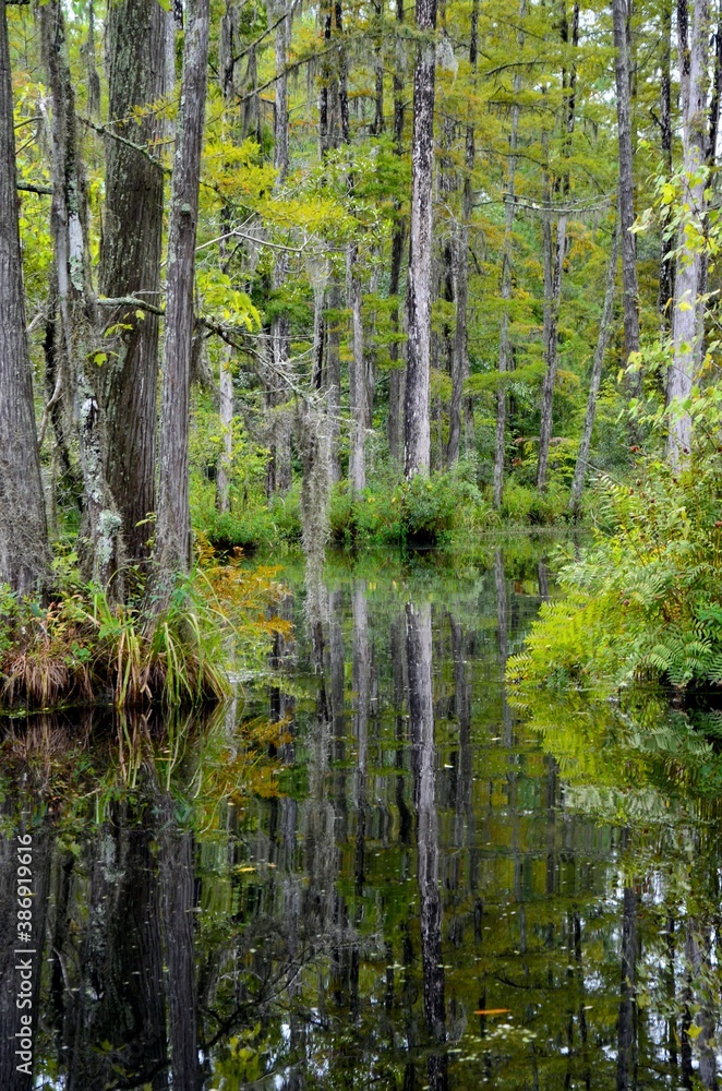 Cypress Gardens in Moncks Corner near Charleston in South Carolina, USA, summer, water lilies, swampland, reflections in water, movie location Cypress Gardens in Moncks Corner near Charleston in South Carolina, USA, summer, water lilies, swampland, reflections in water, movie location