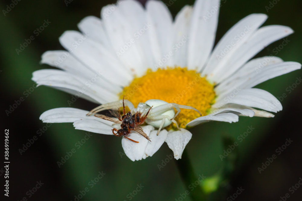 The flower (crab) spider (lat. Misumena vitia), of the family Thomisidae, with its prey. The flower (crab) spider (lat. Misumena vitia), of the family Thomisidae, with its prey.