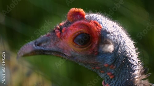 Ocellated Turkey close up of head turning  photo