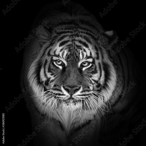 Tiger portrait close-up in black and white colors, World wildlife day concept, spectacular majestic proud animal walking forward, low key toned background with panthera tigris