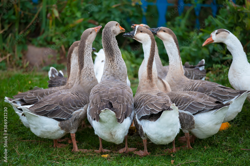 A group of domestic geese is drinking water in the yard. Country bird. A group of domestic geese is drinking water in the yard. Country bird.