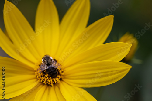 Macro of yellow flower with bee © AGrandemange