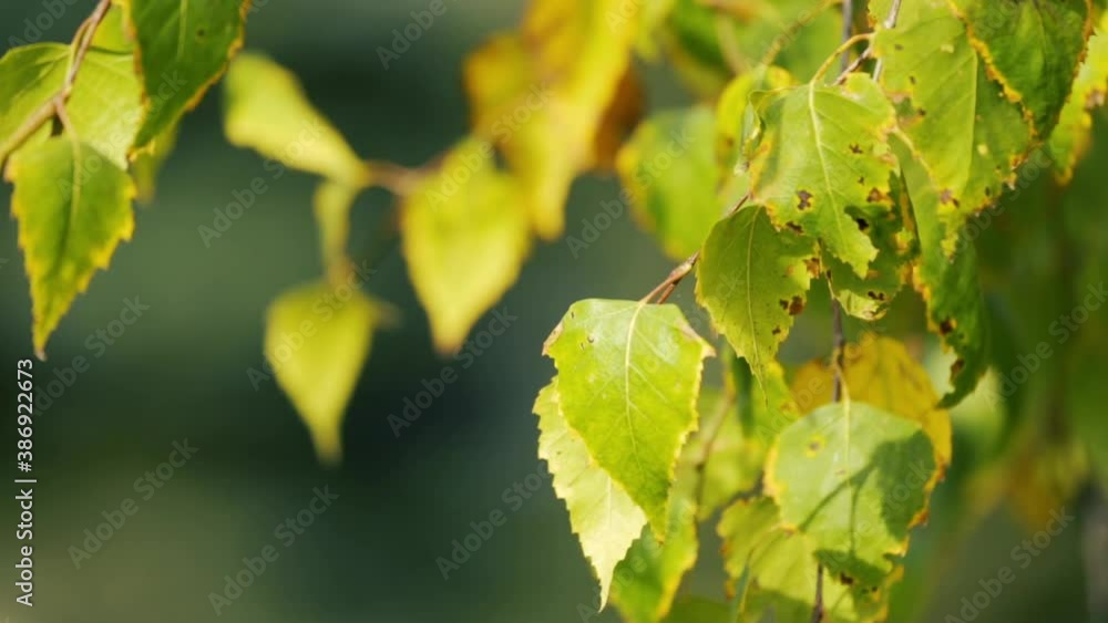 A birch leaf sways on a branch. A birch leaf sways on a branch.