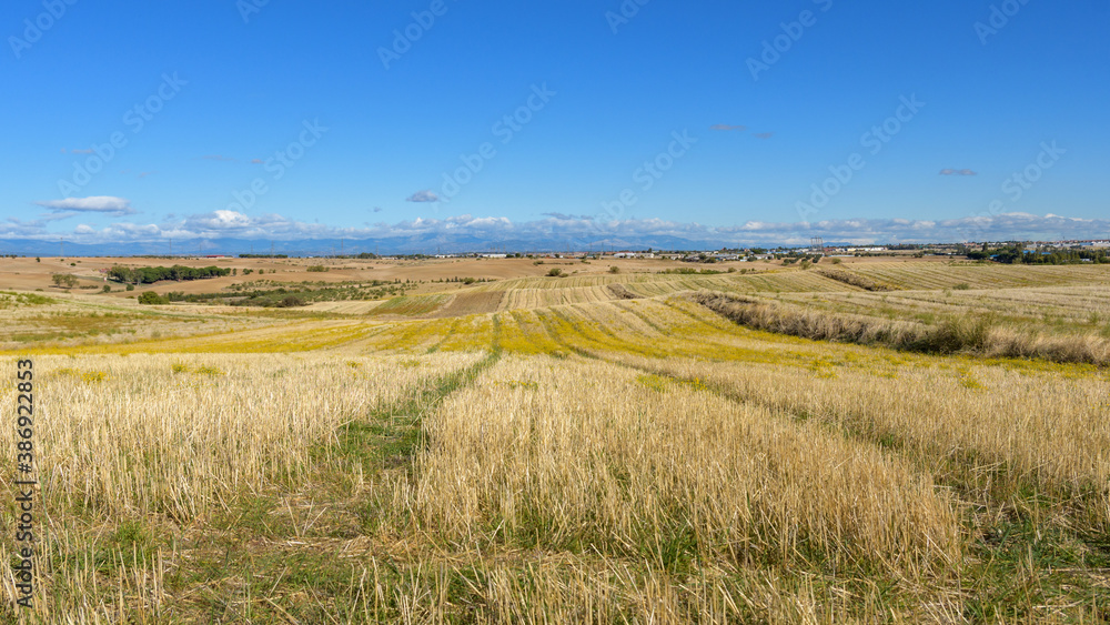 Fototapeta premium Harvested fields under blue sky