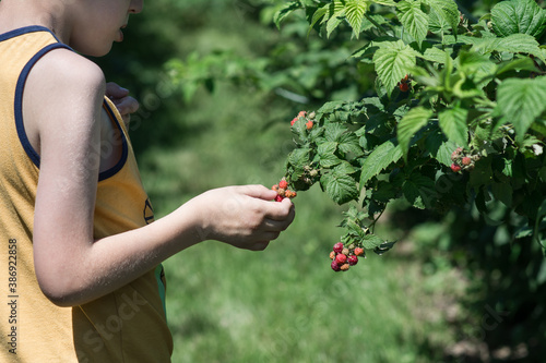Child picking raspberries at a farm