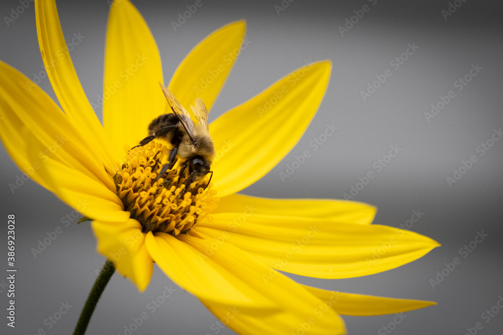 Macro of yellow flower with bee Macro of yellow flower with bee