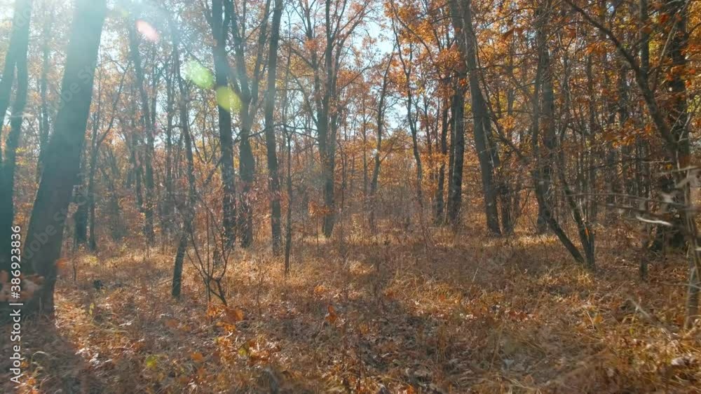 the camera loops through the autumn oak forest catching the sun's rays the camera loops through the autumn oak forest catching the sun's rays
