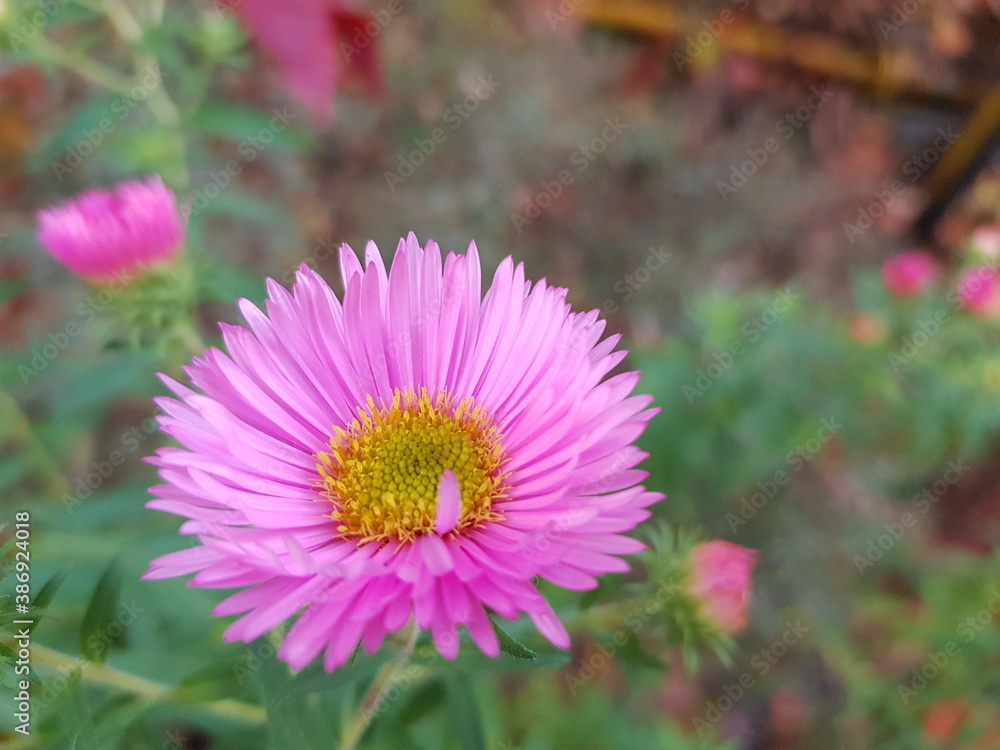 Obraz premium pink flower. Pink chrysanthemum