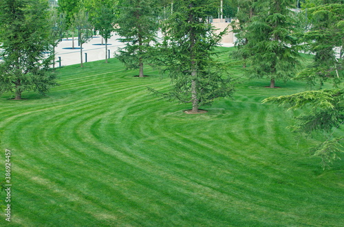 Recently cut garden lawn with mower stripes. A perfect country garden with manicured lawn and surrounded coniferous. Garden service